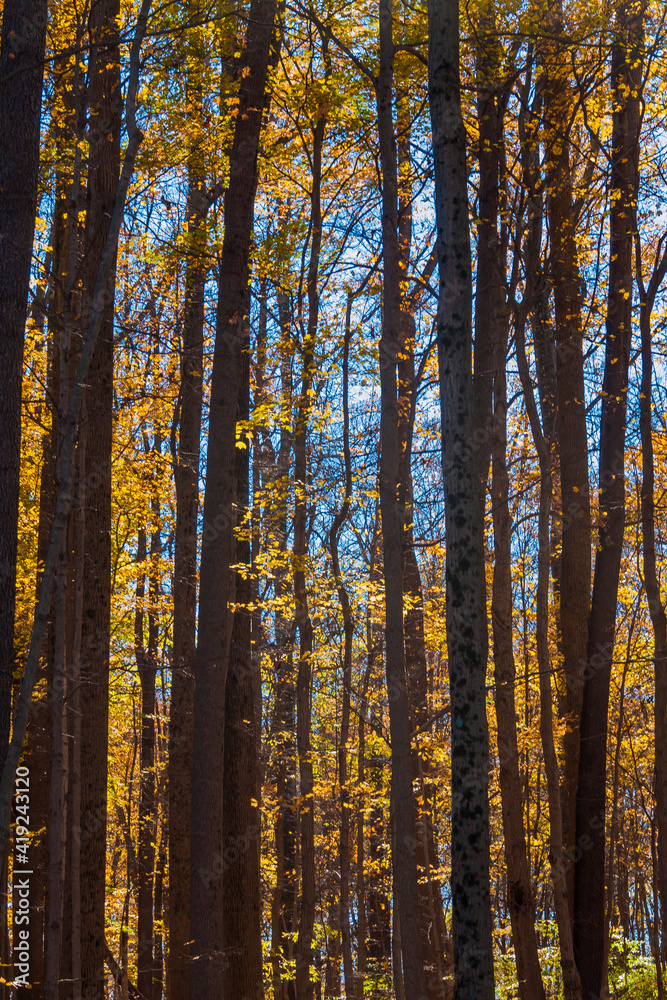 Fototapeta premium Sunny Autumn day in colorful forest