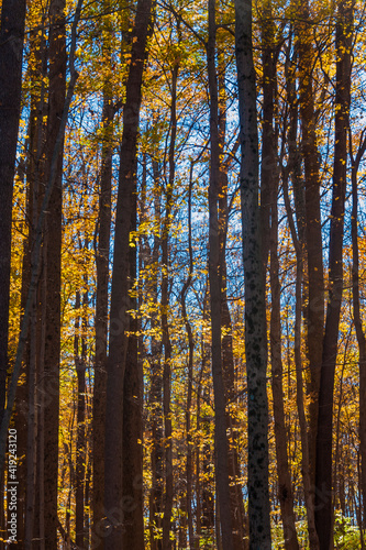 Fototapeta Naklejka Na Ścianę i Meble -  Sunny Autumn day in colorful forest