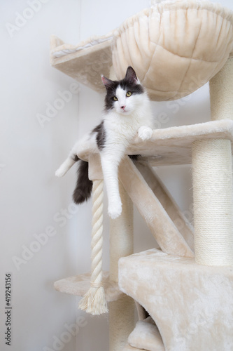 Domestic on the scratching post ,playing ,relaxing on a cat tree