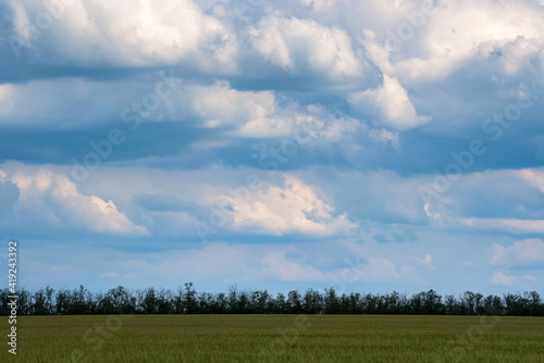 Blue sky with white cumulus clouds background over green Grove