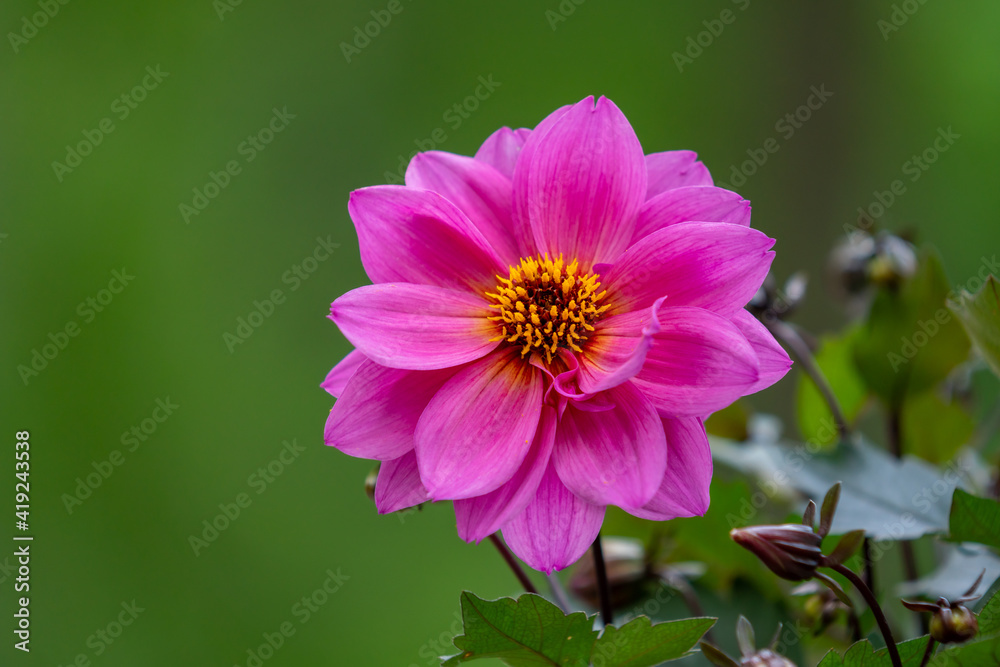 Close up of a pink Dahlia flower on green background Close up of a pink Dahlia flower on green background