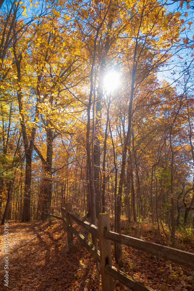 Fototapeta premium Sun shining through colorful Fall foliage