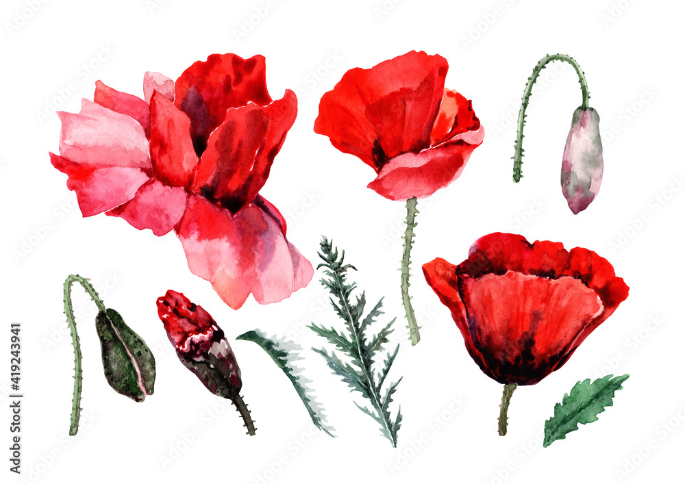 Set of red field poppies, buds, stem with green leaves. Hand drawn ...