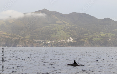 Common dolphin, Azores islands wildlife, whale watching.