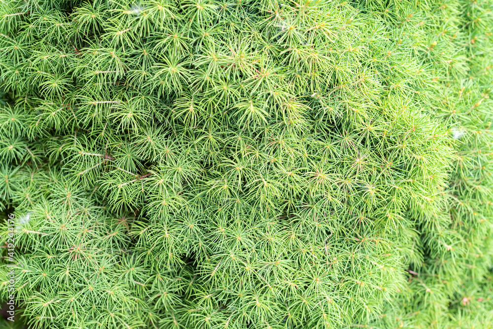 Close up green texture of Kochia under sun Close up green texture of Kochia under sun