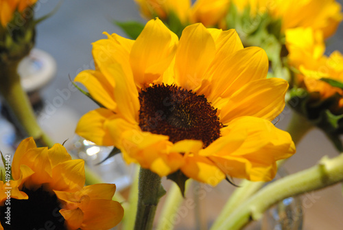 A macroshot of a sunflower