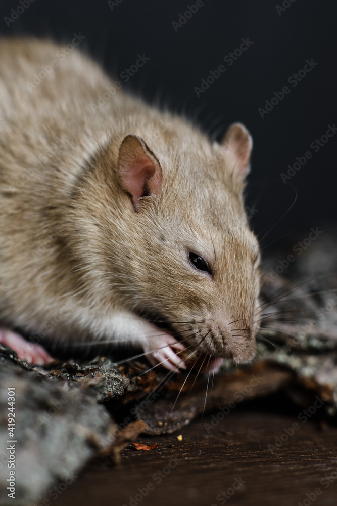 fancy rat sitting on bark on dark wooden background fancy rat sitting on bark on dark wooden background