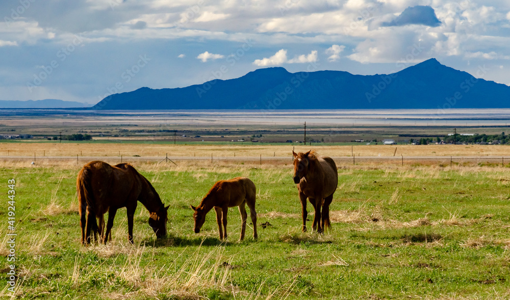 Horses graze on the field, eat green grass, ranch in Utah Horses graze on the field, eat green grass, ranch in Utah