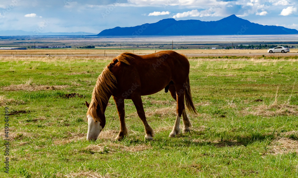 Horses graze on the field, eat green grass, ranch in Utah Horses graze on the field, eat green grass, ranch in Utah