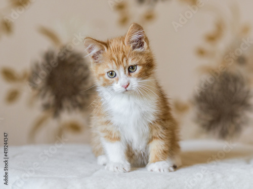 adorable playful red orange fluffy kitten at home