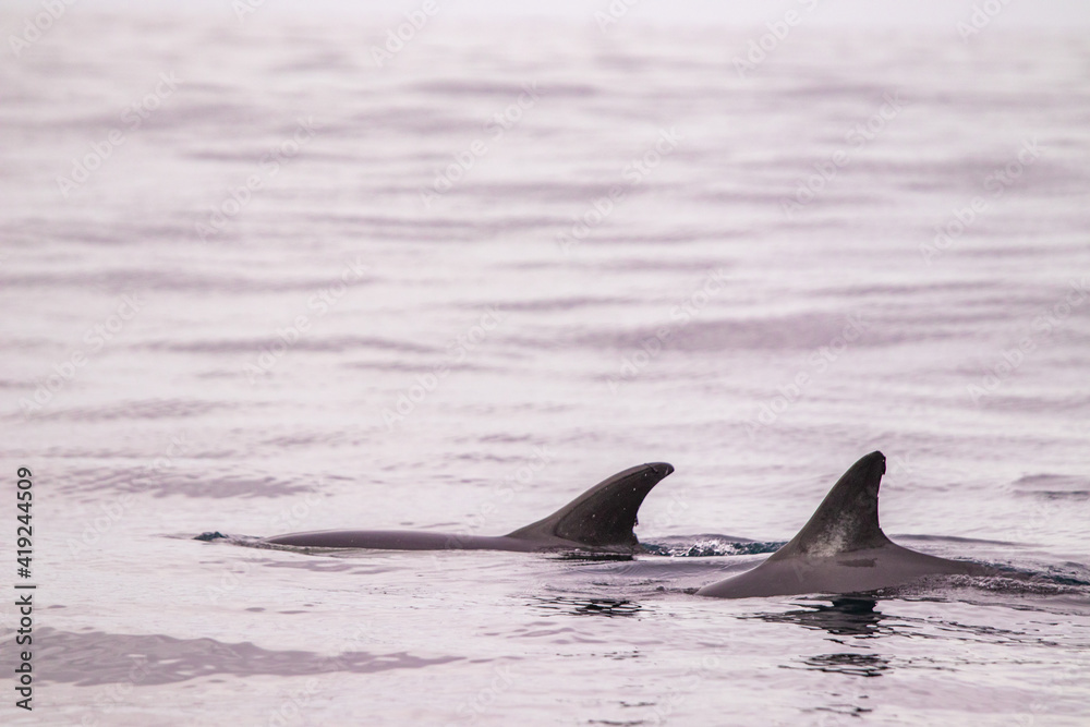 Fototapeta premium Common dolphin, Azores islands wildlife, whale watching.