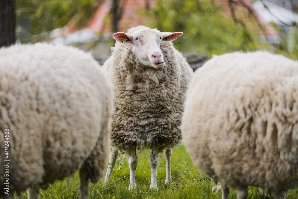 wooly sheep grazing in pasture at countryside wooly sheep grazing in pasture at countryside