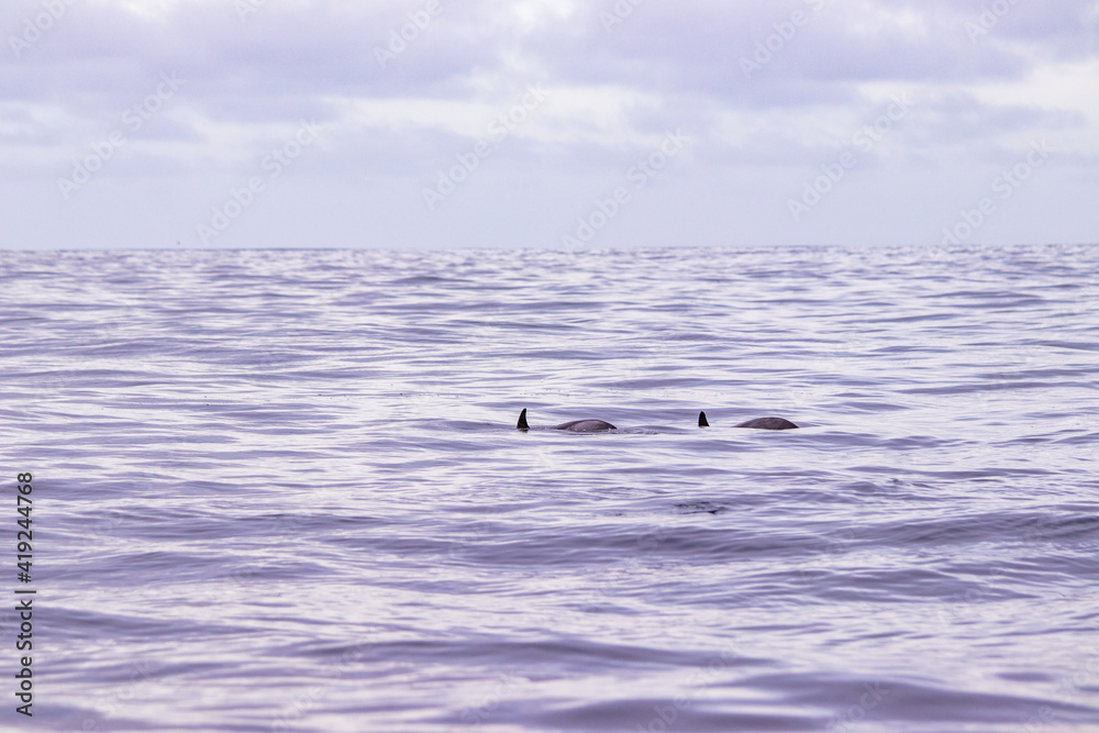 Fototapeta premium Common dolphin, Azores islands wildlife, whale watching.