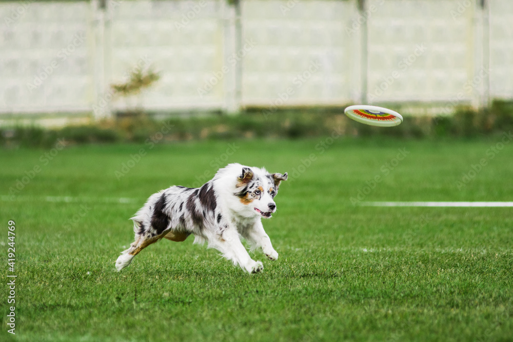 australian shepherd running for flying disk australian shepherd running for flying disk