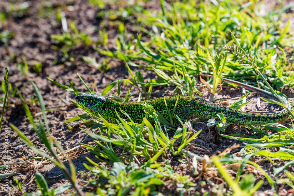 Portrait of bright green quick lizard in grass Portrait of bright green quick lizard in grass