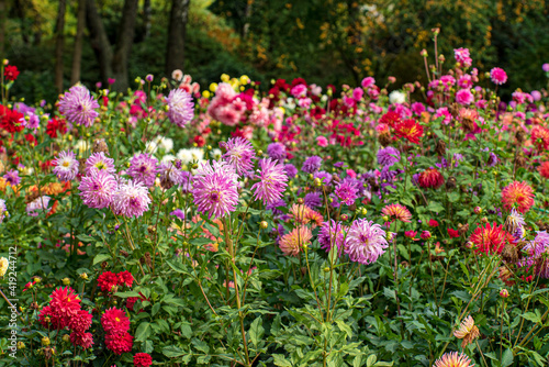 dahlias in the fall garden