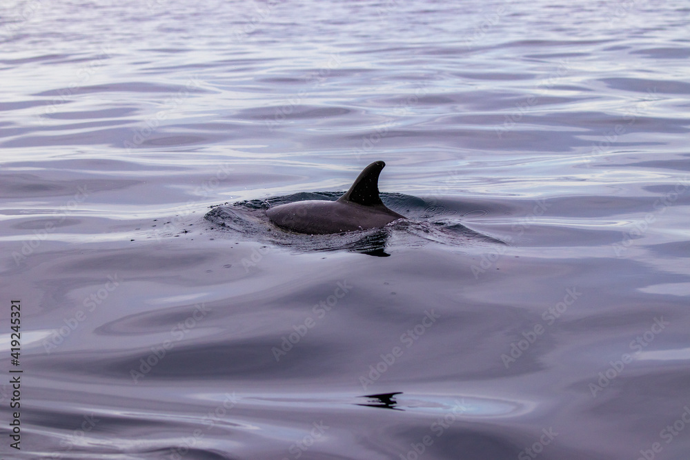Fototapeta premium Common dolphin, Azores islands wildlife, whale watching.