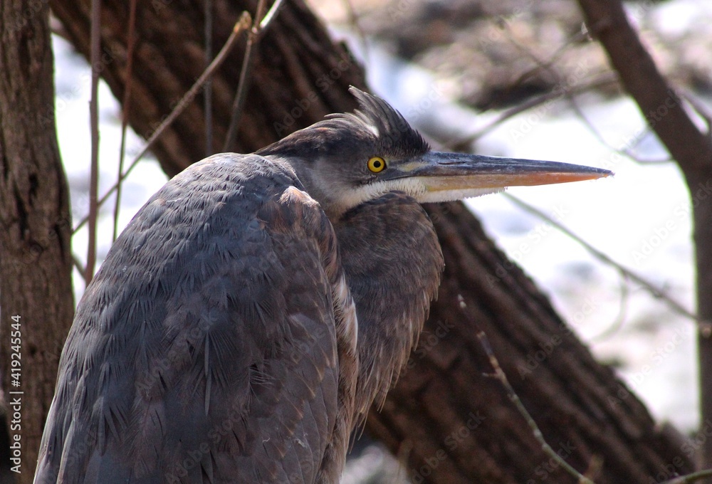 Fototapeta premium Blue heron in winter park 