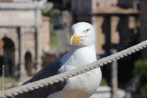 Möwe auf der Lauer