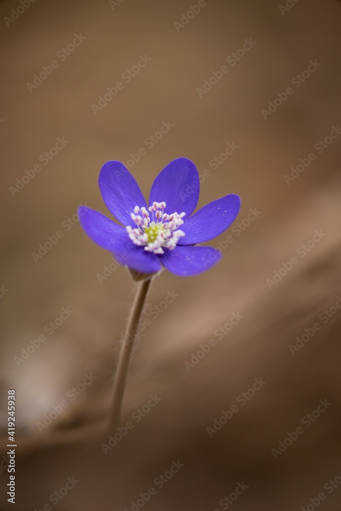 Liverwort Hepatica nobilis, Blue flower medicinal, used in diseases