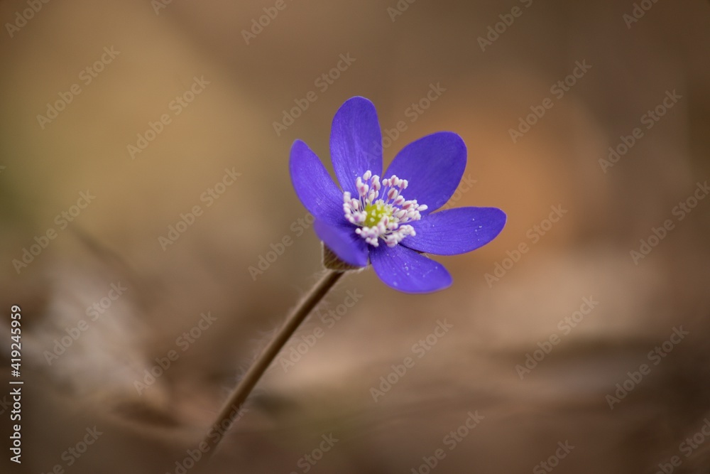 Liverwort Hepatica nobilis, Blue flower medicinal, used in diseases
