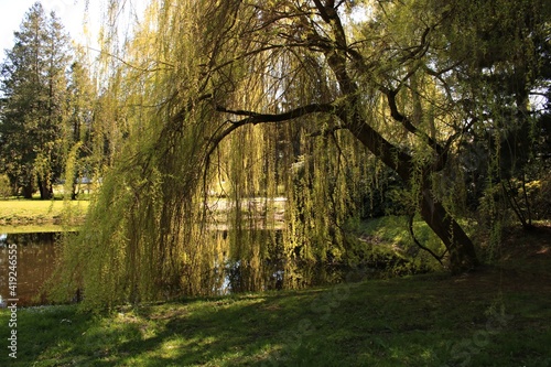 The branches of a willow tree with young green leaves in the middle of spring sank to the ground