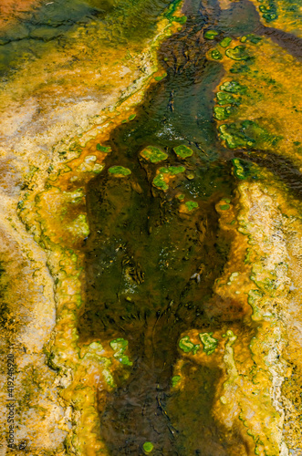 Algae-bacterial mats. Hot thermal spring  hot pool in the Yellowstone NP