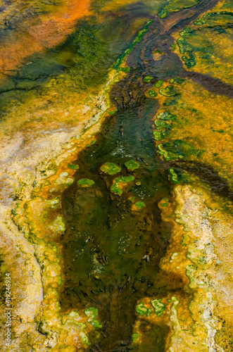 Algae-bacterial mats. Hot thermal spring, hot pool in the Yellowstone NP © Oleg Kovtun