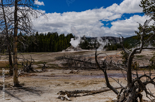 Dead trees from hydrogen sulfide gases in the Valley of the Yellowstone NP  Wyoming USA