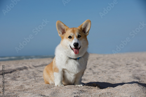 
Corgi portrait. Dog portrait. The dog is sitting on the beach.