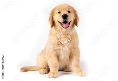 smiling golden retriever puppy with pearls necklace on white background