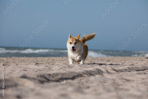 Corgi dog runs along the beach. Dog on the beach. © Katerina Ignatovich