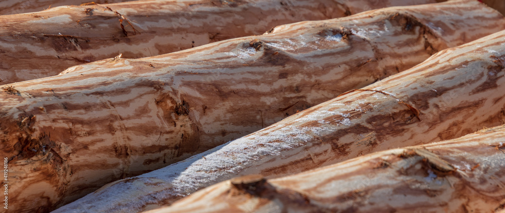A row of logs lies on the ground A row of logs lies on the ground