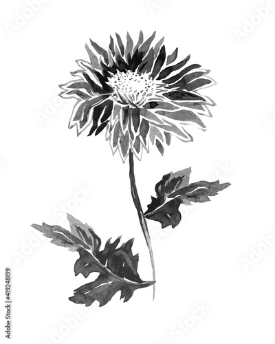 Full bloom and leaves of Flower Chrysanthemum isolated on white. Halftone watercolor freehand sketch. Monochrome hand drawn element for floral design  created hand made greeting card  poster  