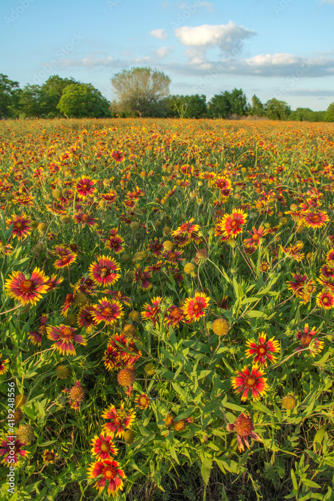 Field of Firewheel Flowers