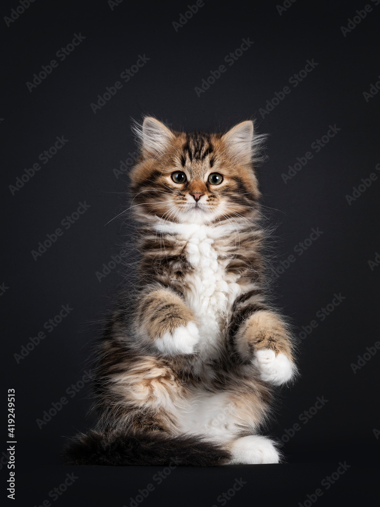 Gorgeous brown tabby Siberian cat kitten, sitting facing front on hind paws like meerkat or teddy bear. Looking straigth to camera with mesmerising eyes. Isolated on black background.