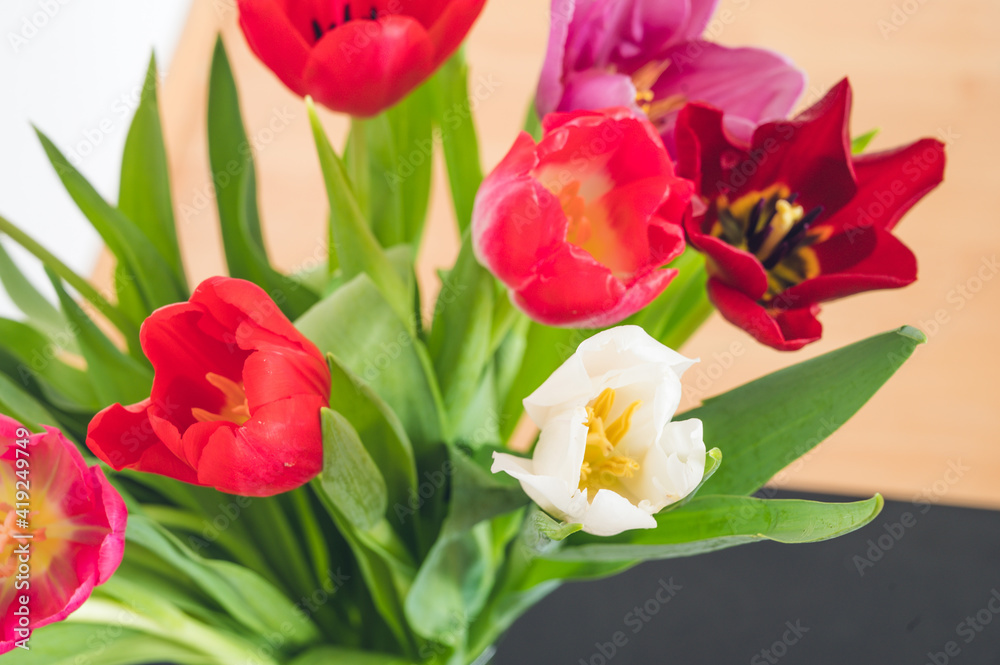 Bouquet of red, pink, purple and whte tulips in glass vase. White wall. Beautiful spring flowers. Close-up. Bouquet of red, pink, purple and whte tulips in glass vase. White wall. Beautiful spring flowers. Close-up.