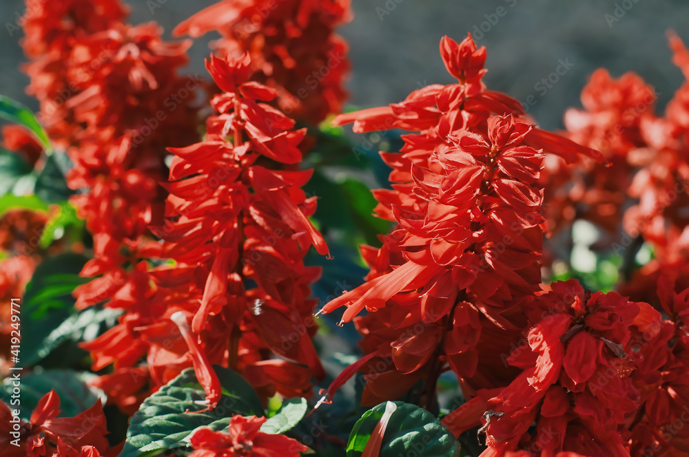Red Salvia splendens ( Salvia sage, Salvia nemorosa ) flowers blooming in garden, selective focus. Red Salvia splendens ( Salvia sage, Salvia nemorosa ) flowers blooming in garden, selective focus.