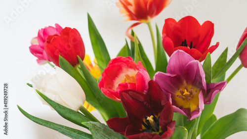 Bouquet of red  pink  purple and whte tulips in glass vase. White wall. Beautiful spring flowers. Close-up.