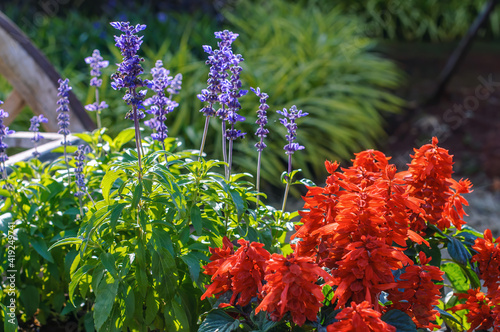 Red Salvia splendens ( Salvia sage, Salvia nemorosa ) flowers blooming in garden, selective focus.