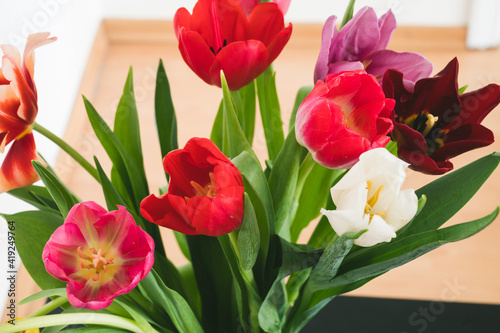 Bouquet of red  pink  purple and whte tulips in glass vase. White wall. Beautiful spring flowers. Close-up.