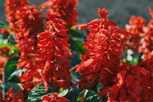 Red Salvia splendens ( Salvia sage, Salvia nemorosa ) flowers blooming in garden, selective focus.