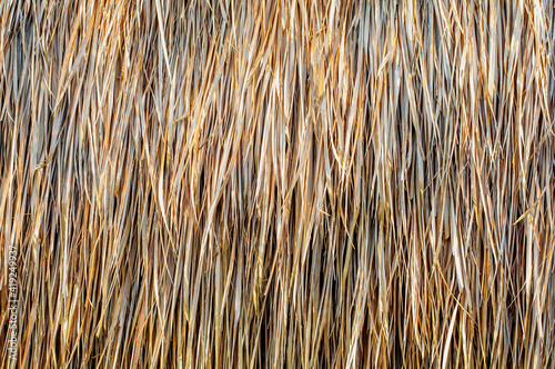 Thatch roof or wall, hay or dry grass background