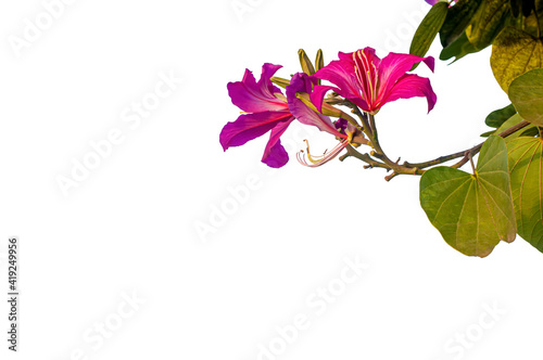 Blooming pink bauhinia purpurea flower of butterfly tree isolated on white background, clipping path included