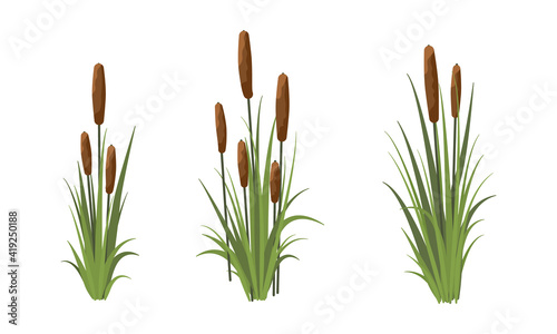 Scirpus. Reed thickets. Coastal aquatic vegetation. Plants of meadows and shores of lakes, rivers and swamps. Realistic vector landscape 