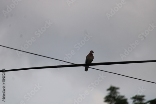 bird on a wire