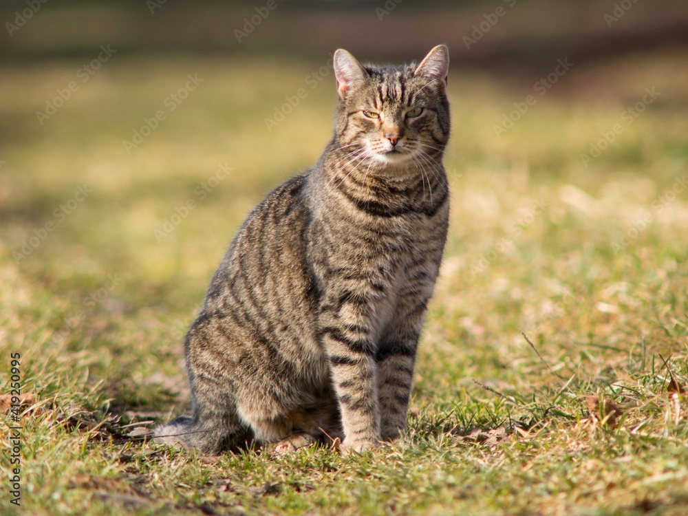 cat in the garden cat in the garden