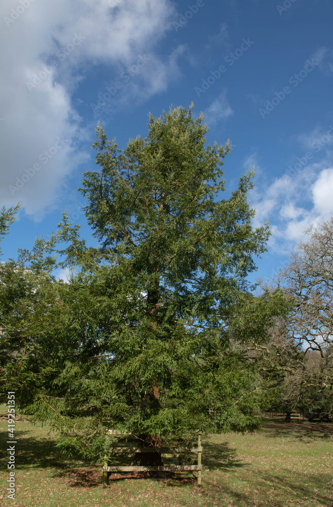 Winter Foliage of an Evergreen Californian or Coastal Redwood Tree (Sequoia sempervirens) Growing in a Park in Rural Devon, England, UK Winter Foliage of an Evergreen Californian or Coastal Redwood Tree (Sequoia sempervirens) Growing in a Park in Rural Devon, England, UK