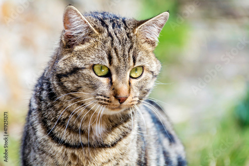 Wallpaper Mural Close up of Grey Concentrated Cat Lurking  Torontodigital.ca