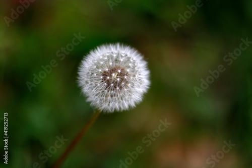 Close up of a dandelion